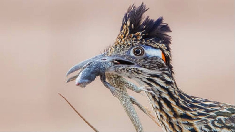 Скачать с Яндекс диска CreativeLive - Beginner's Guide to Bird Photography