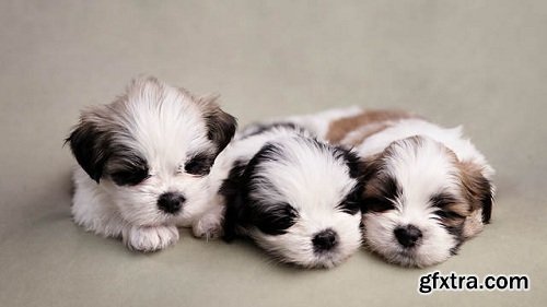 Скачать с Яндекс диска Posing For Puppies by Kelly Brown,  Jade Schofield
