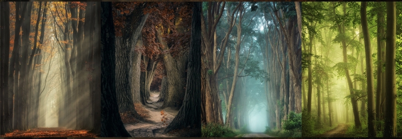 Скачать с Яндекс диска Martin Podt - Forest Workflow and Actions.